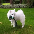 Business 4 image AB CAR SALES CHOBHAM Used Car Dealers in Woking Su