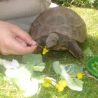 Business 5 image AB CAR SALES CHOBHAM Used Car Dealers in Woking Su