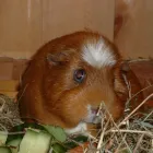 Business 1 image AB CAR SALES CHOBHAM Used Car Dealers in Woking Su