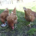 Business 7 image AB CAR SALES CHOBHAM Used Car Dealers in Woking Su