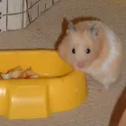 Business 9 image AB CAR SALES CHOBHAM Used Car Dealers in Woking Su