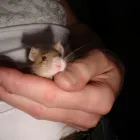 Business 2 image AB CAR SALES CHOBHAM Used Car Dealers in Woking Su