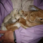 Business 3 image AB CAR SALES CHOBHAM Used Car Dealers in Woking Su