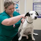 Business 22 image ABBEYCROFT VETERINARY SURGERY Veterinary Services in Northwich Ch