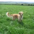 Business 11 image ABSOLUTELY SPIC 'N' SPAN Domestic Cleaning in Paisley Re