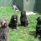 Business 1 image ABSOLUTELY SPIC 'N' SPAN Domestic Cleaning in Paisley Re