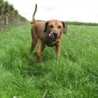 Business 15 image ABSOLUTELY SPIC 'N' SPAN Domestic Cleaning in Paisley Re