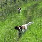 Business 17 image ABSOLUTELY SPIC 'N' SPAN Domestic Cleaning in Paisley Re