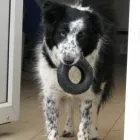 Business 4 image ABSOLUTELY SPIC 'N' SPAN Domestic Cleaning in Paisley Re