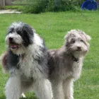 Business 8 image ABSOLUTELY SPIC 'N' SPAN Domestic Cleaning in Paisley Re