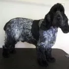 Business 6 image ACOL UK Grocers & Convenience Stores in Preston La