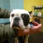 Business 1 image ADVANCE VETERINARY CARE Veterinary Services in Lisburn Co