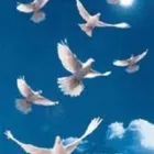 Business 1 image AFFORDABLE FUNERALS Funeral Services in Leeds We