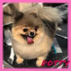 Business 1 image ALL UNDER ONE WOOF Veterinary Services in Wirral Me