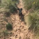 Business 2 image ALL UNDER ONE WOOF Veterinary Services in Wirral Me