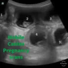 Business 3 image ALL UNDER ONE WOOF Veterinary Services in Wirral Me