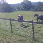 Business 1 image ALLAN GIBSON FENCING LTD Fencing Suppliers in Dumfries Du