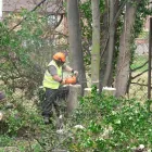 Business 1 image ALLYCATS Pet Services in Tonbridge Ke