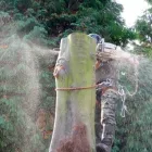 Business 12 image ALLYCATS Pet Services in Tonbridge Ke