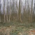 Business 17 image ALLYCATS Pet Services in Tonbridge Ke