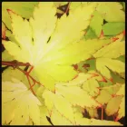 Business 1 image AMERICAN GOLF Golf Equipment in Stoke-On-Trent St