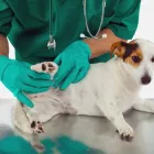 Business 2 image ANIMAL CHOICE Veterinary Surgeons in London Gr