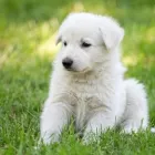 Business 3 image ANIMAL CHOICE Veterinary Surgeons in London Gr