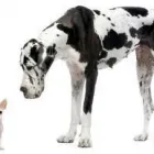 Business 9 image ARMER'S MUCKY PAWS PET SHOP & MUTZ CUTZ DOG GROOMING SPA Pet Shops in Preston La