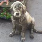 Business 2 image ARMER'S MUCKY PAWS PET SHOP & MUTZ CUTZ DOG GROOMING SPA Pet Shops in Preston La