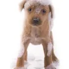 Business 4 image ARMER'S MUCKY PAWS PET SHOP & MUTZ CUTZ DOG GROOMING SPA Pet Shops in Preston La