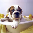 Business 6 image ARMER'S MUCKY PAWS PET SHOP & MUTZ CUTZ DOG GROOMING SPA Pet Shops in Preston La