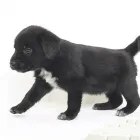 Business 12 image ARTIE QUINN THERAPEUTIC & SPORTS Sports Injury Clinics in Newry Co