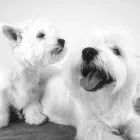 Business 6 image ARTIE QUINN THERAPEUTIC & SPORTS Sports Injury Clinics in Newry Co