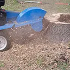 Business 1 image ASHFORD TREE SURGERY Tree Services in Ashford Ke