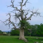 Business 1 image AV ARBORICULTURE LTD Tree Services in Edinburgh Edh