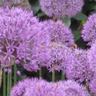 Business 2 image BACH & NATURAL Complementary Therapies in Newark No