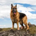 Business 4 image BAGSD BIRMINGHAM SOUTH Pets & Animals in Dudley We