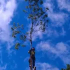Business 1 image BARK AND BRANCH Tree Services in Altrincham Ch