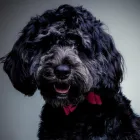 Business 4 image BARKING MAD LTD PET CARE PROFESSIONALS Pets & Animals in Manchester Gr