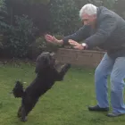 Business 1 image BARKING MAD - TUNBRIDGE WELLS Pets & Animals in Tunbridge Wells Ke