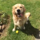 Business 2 image BARKING MAD - TUNBRIDGE WELLS Pets & Animals in Tunbridge Wells Ke