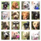 Business 3 image BARKNSTROLL DOGGY DAYCARE Pets & Animals in Reigate Su