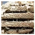 Business 1 image BASILDON WASP CONTROL Pest & Animal Control in Basildon Es