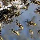 Business 2 image BASILDON WASP CONTROL Pest & Animal Control in Basildon Es