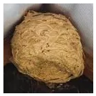 Business 3 image BASILDON WASP CONTROL Pest & Animal Control in Basildon Es