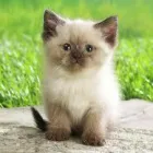 Business 4 image BDS CONSULTANCY LTD Telecommunication Services in Derby De