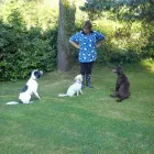 Business 1 image BEECH TREE KENNELS Pets & Animals in Lisburn Co