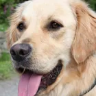 Business 2 image BEECH TREE KENNELS Pets & Animals in Lisburn Co