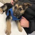 Business 2 image BEECHWOOD VETERINARY GROUP, CROSSGATES Veterinary Services in Leeds We