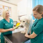 Business 7 image BEECHWOOD VETERINARY GROUP, CROSSGATES Veterinary Services in Leeds We